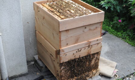ミディアムレーンの蜜源植物-養蜂家のための概要と推奨事項