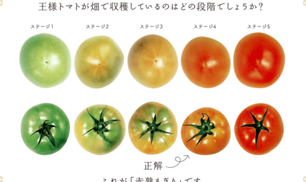 南ザガートマトの特徴
