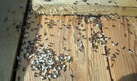 家庭養蜂場でアリを扱う効果的な方法