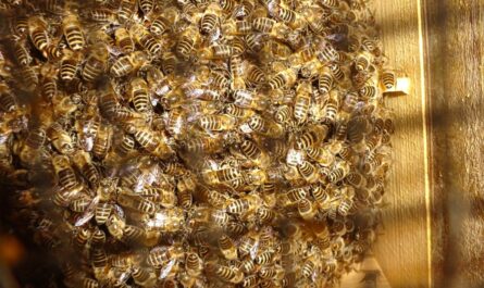 春のミツバチの下痢の原因と適切な治療