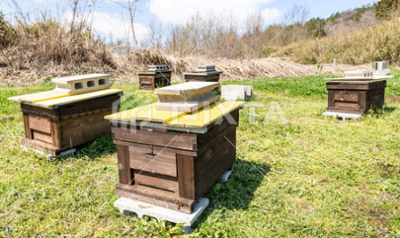 春の養蜂場の拡大について