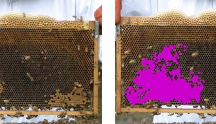 異なる巣箱からのミツバチが結合される時期と理由