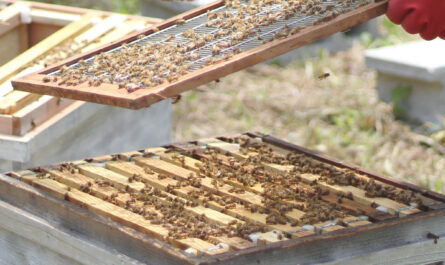 群れで家の養蜂場を繁殖させる