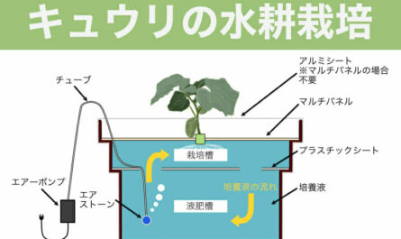 自宅でキュウリを水耕栽培する方法