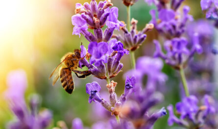 蜂蜜植物としてのラベンダー