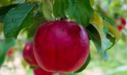 蜂蜜植物としてのリンゴの木