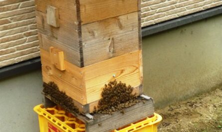 角のある巣箱にミツバチを飼う方法
