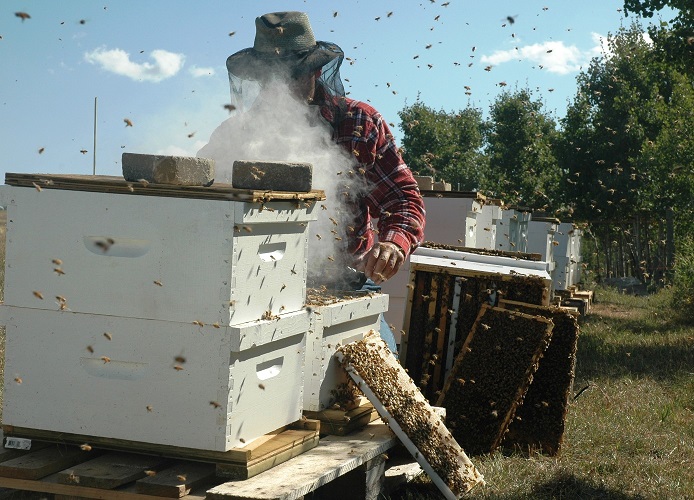 連邦法「養蜂について」