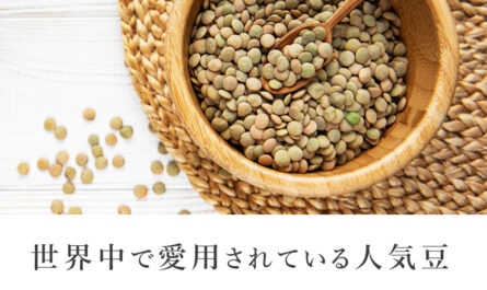 陽気な植物としてのレンズ豆
