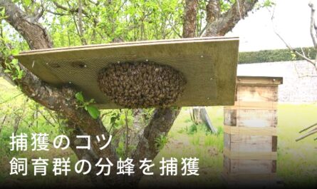養蜂場での群れに対処する方法