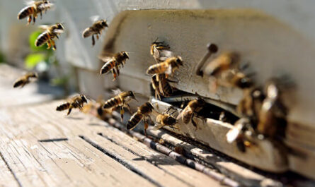 養蜂場におけるミツバチの害虫駆除