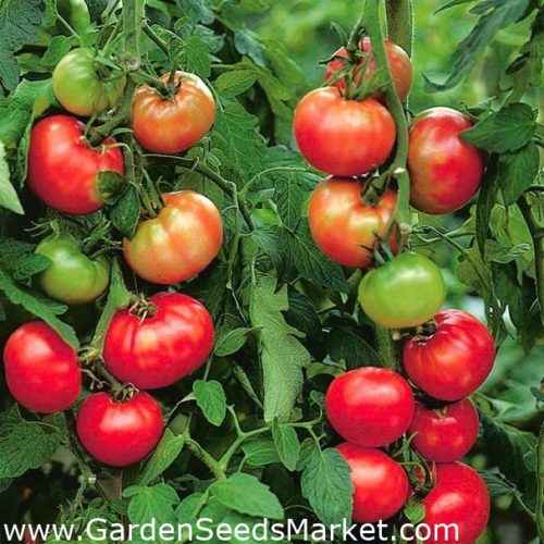 딸기 나무 토마토의 특성