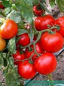 토마토 품종의 특징 Cherry Red