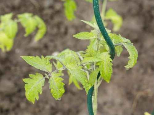 엽록소가있는 토마토 잎 : 징후 및 치료
