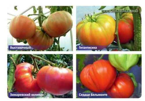 토마토 추기경에 대한 설명