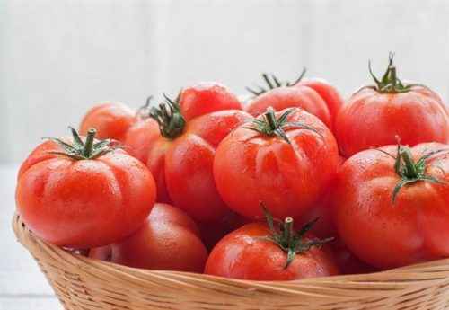 토마토에 염화칼슘의 장점