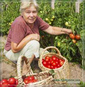 토마토의 특징 품종 Olga f1