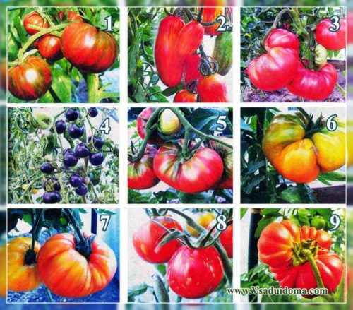 Yusupov 토마토의 특성 및 설명