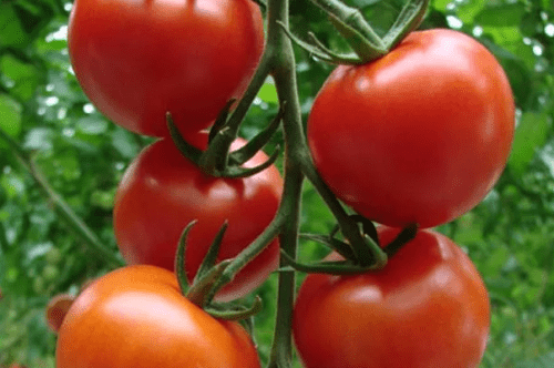 토마토 품종의 설명 및 특성 시베리아 트로이카