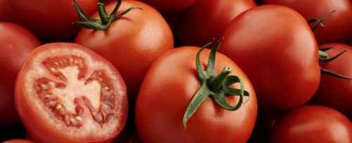 주요 주요 토마토의 특성