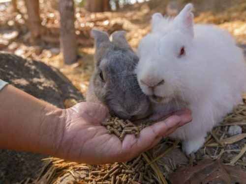 토끼에게 먹이를주는 방법과 올바른 방법