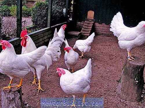 체코 품종의 닭 특징