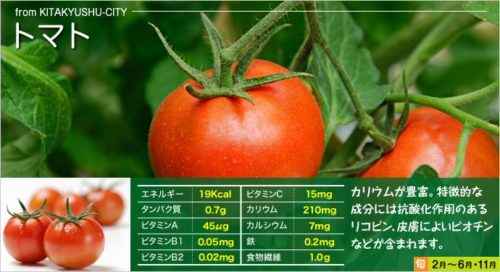 토마토의 씨앗은 무엇에 담겨 있습니까?