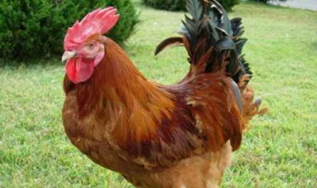뉴햄프셔 닭에 대한 설명