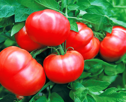 토마토 용 약물 Agricola에 대한 설명