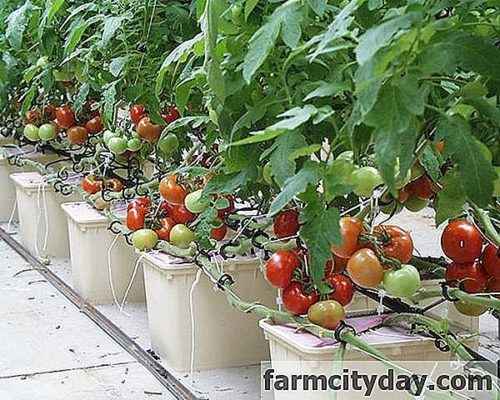 수경법으로 토마토를 재배하는 방법