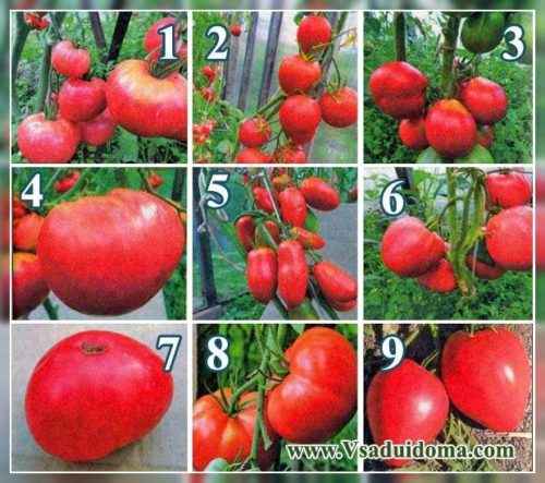 토마토 품종 설명 Grushovka
