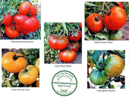 토마토 품종의 특성 및 설명 Sanka