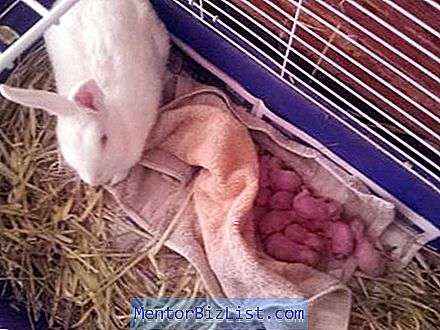 토끼의 임신 기간