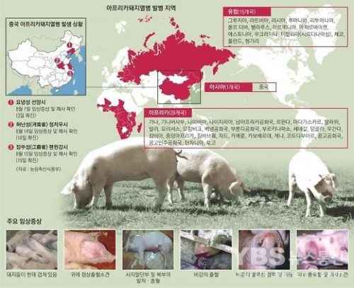 돼지의 가장 흔한 질병