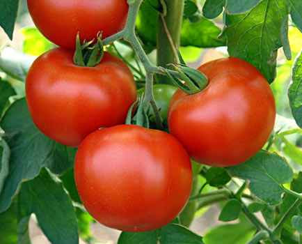 혈청으로 토마토를 뿌리는 방법과 이유