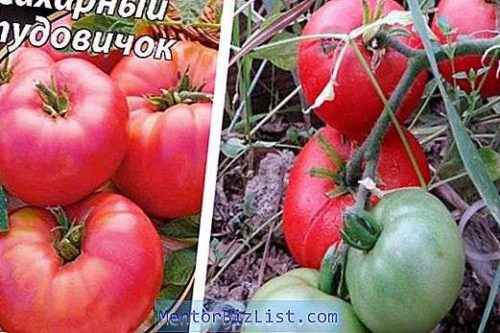 온실에서 토마토를 먹이기위한 규칙