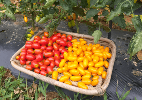 토마토를 재배하는 중국 방법의 효과
