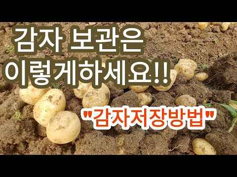 집에서 감자 재배 방법