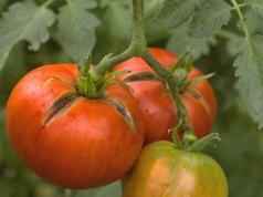 토마토 cladosporiosis의 치료