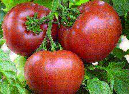 토마토의 특징 품종 Torquay