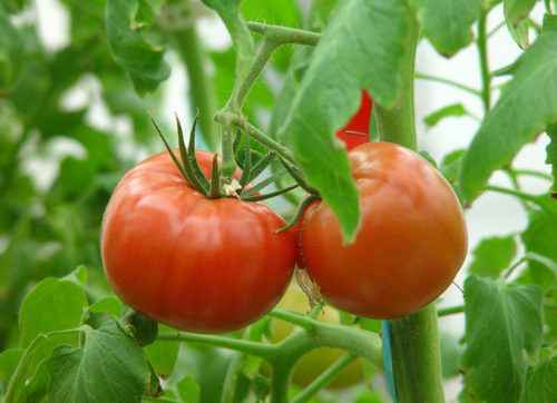 토마토 따기의 특징
