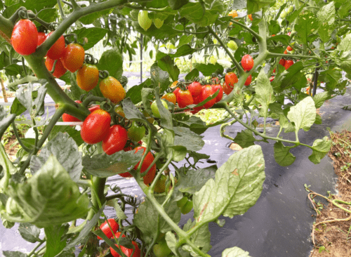 토마토 모종 심기 및 재배
