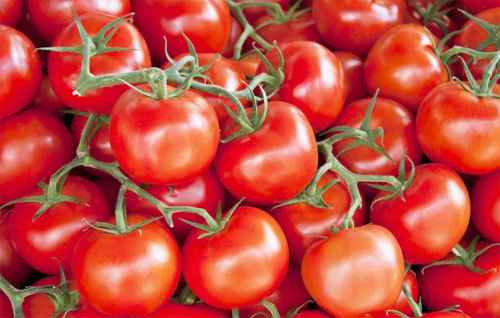놀라운 토마토 특성