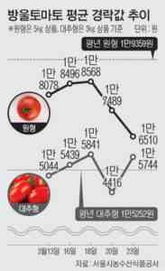 토마토의 성장과 혜택