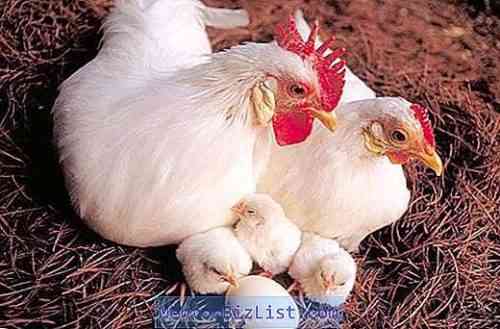 어떤 품종의 닭이 가장 많은 계란을 가지고 있습니까?