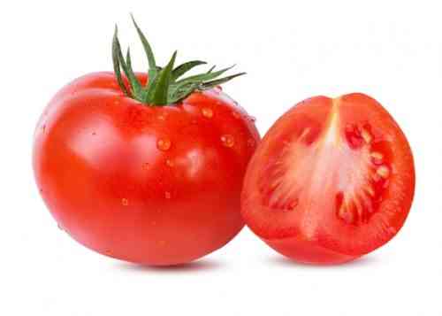 토마토가 온실에서 먹는 이유