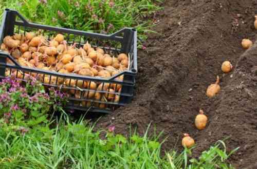 감자 심기에 권장되는 토양 온도