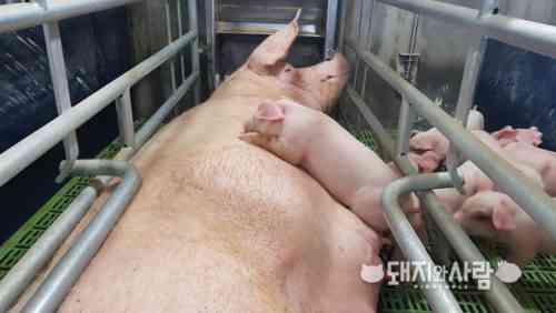 농장 돼지 교배 방법