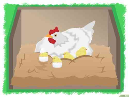 계란에서 닭을 부화시키는 특징