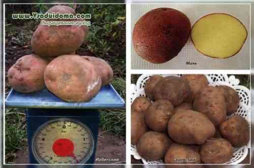 감자 품종 Uladar의 특성